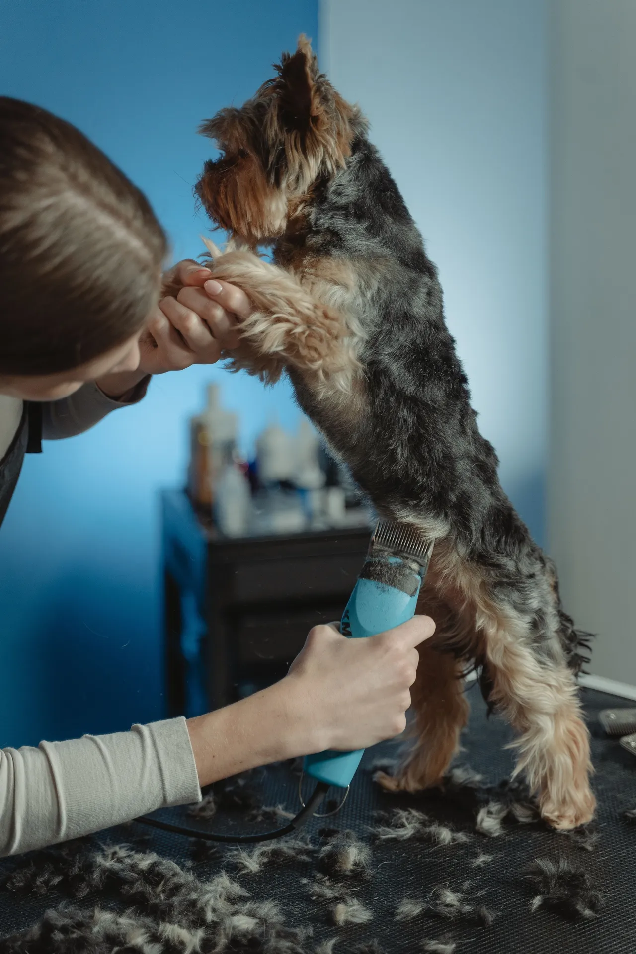 小型犬の前足を支えながらバリカンで毛を整える様子